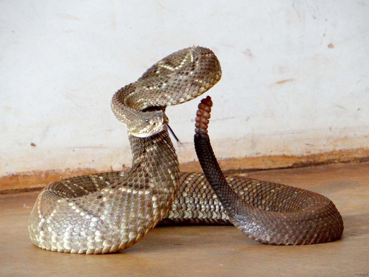 Popula O Encontra Cobra Cascavel Em Povoado De Maragogi Alanorte